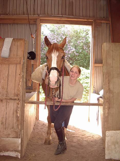 Dansk Varmblod Witus - i rampen igen... billede 7