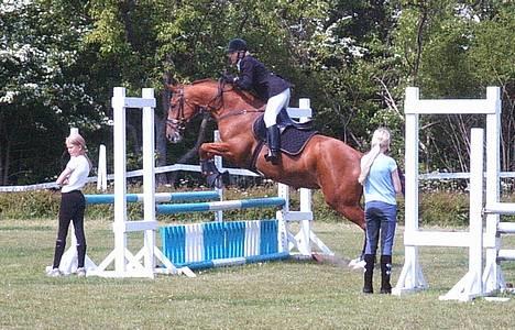 Dansk Varmblod Weronica Højrimmen  - Min part Eva til stævne i Brøndby 2004. Det blev til en 2. plads... billede 1