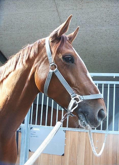 Dansk Varmblod Weronica Højrimmen  - På stald i Hvidovre (HVR) efter endt Vestegns Mesterskab 2004 billede 2