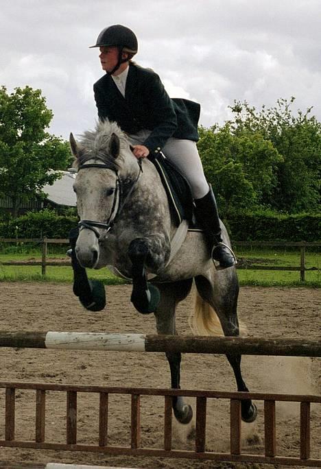 Fuldblod (XX) Karat  - Karat til stævne i Vedbæk 2003 med min springrytter Mia Jørgensen billede 1