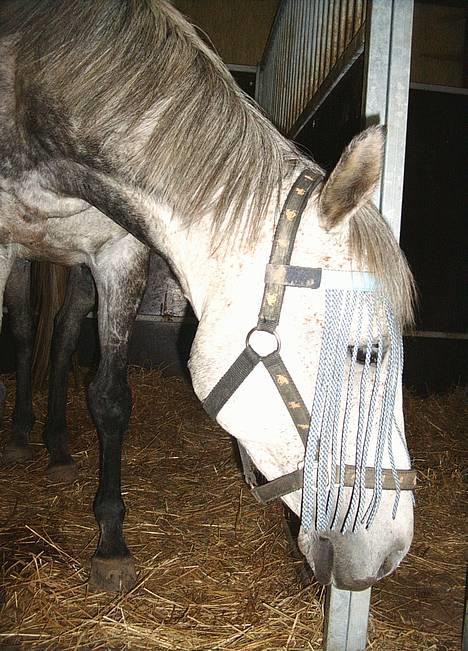 Fuldblod (XX) Karat  - Afslapning i stalden. Er lige inde fra fold for at få lidt foder.. billede 3