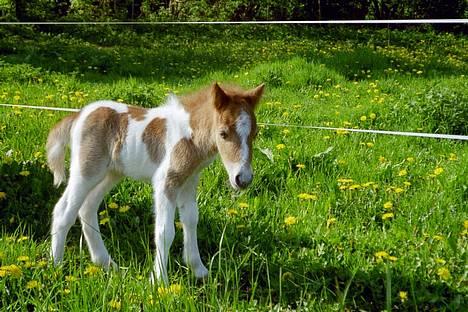 Miniature Indian Surprice - Her er så "Indy" - 1 dag gammel -første dag på fold. billede 1