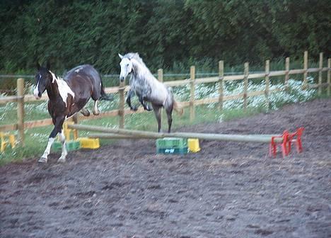 Fuldblod (XX) Karat  - Løsspringning i Værløse med Pablo 2003. Springmateriale var ikke noget vi havde :-) billede 4