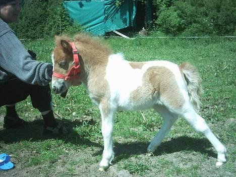 Miniature Indian Surprice - 3 uger gammel idag 29.5.04 - ret godt i stand! billede 2