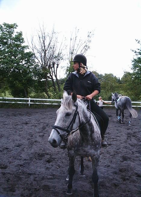 Fuldblod (XX) Karat  - Jeg skridter Karat af efter et stævne i Vedbæk 2003 billede 5