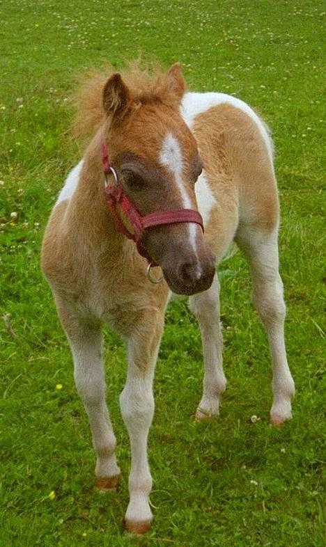 Miniature Indian Surprice - taget 1.7.04 - ved at finde på spilopper! billede 6