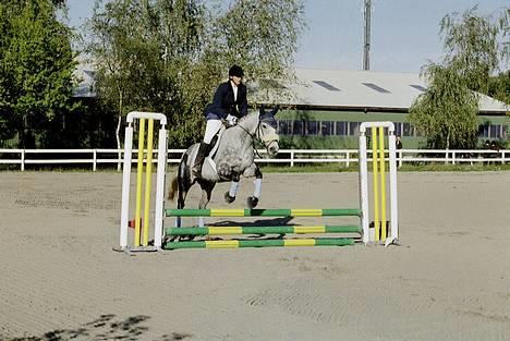 Fuldblod (XX) Karat  - Til stævne i Albertslund 2003. Hun elsker de små sløjfeklasser, hvor hun kan fræse afsted.. billede 7