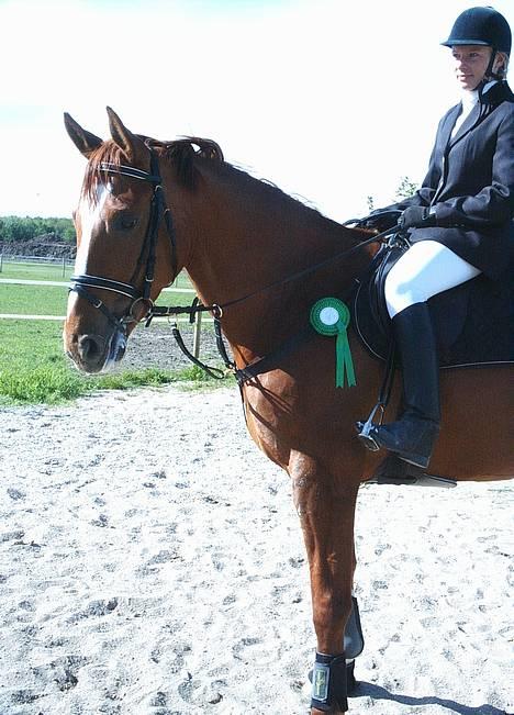 Dansk Varmblod Weronica Højrimmen  - Et lille prale billede...Tillykke til Eva og Ronic... billede 6