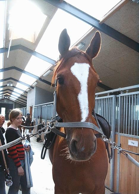 Dansk Varmblod Weronica Højrimmen  - Afsadling efter stævne.. Taget på HVR i Hvidovre, hvor hun står opstaldet. billede 7