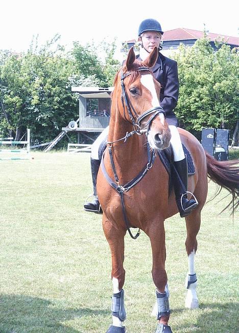 Dansk Varmblod Weronica Højrimmen  - Kom nu med den roset!!! Tålmodighed er IKKE en dyd for Ronic til stævner... billede 9