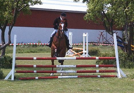 Dansk Varmblod Weronica Højrimmen  - Endnu et spring  fra Brøndby 2004.. billede 10