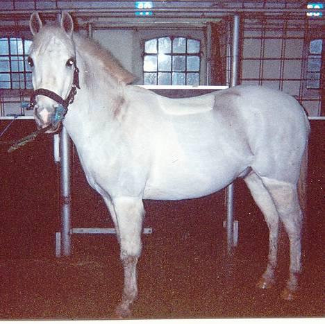 Anden særlig race Bølle - Her er Bølle, nyklippet....  billede 1