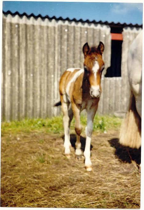 Anden særlig race Bølle - Bølle som baby.. er han ikke sød??? billede 2