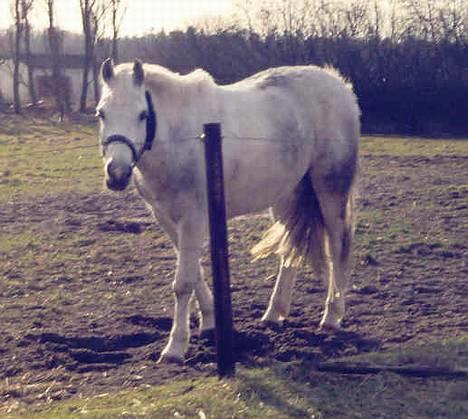 Anden særlig race Bølle - Samme år som jeg købte ham.. billede 3