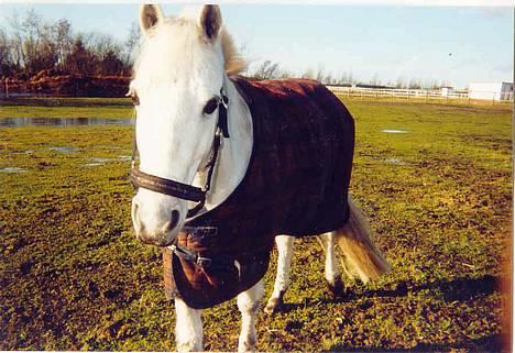 Anden særlig race Bølle - Close up.. billede 8