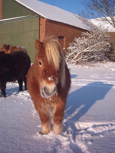 Shetlænder Okkermand - Søde Okker-ismule billede 8