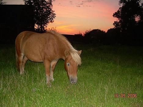 Shetlænder Okkermand - D. 16. september 2006.  billede 9
