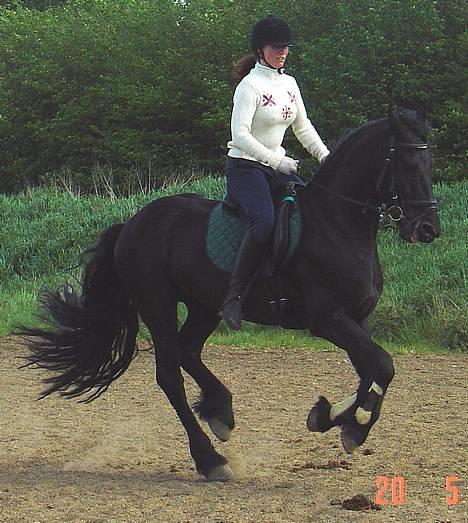 Frieser Arno S. - Lækker galop... også sommeren 2004.. billede 8