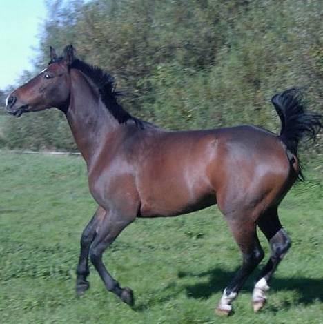 Anden særlig race Jussie *solgt* - Min Dejlige Jussie<3<3<3 billede 4