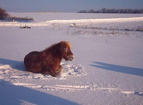 Shetlænder Okkermand - Søde Okker i sneen ! billede 10