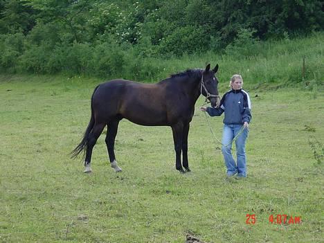 Oldenborg Bacardi Tolstrup billede 3