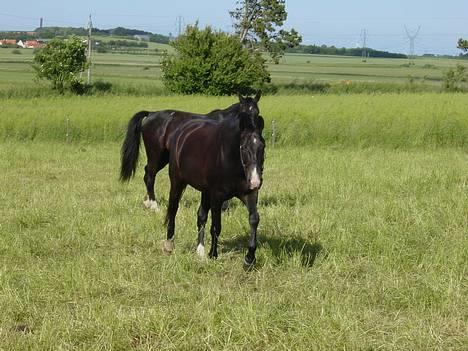 Oldenborg Bacardi Tolstrup billede 4