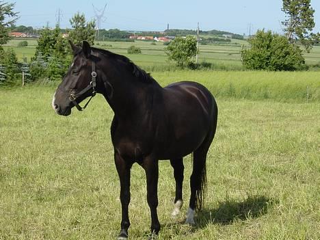 Oldenborg Bacardi Tolstrup billede 7