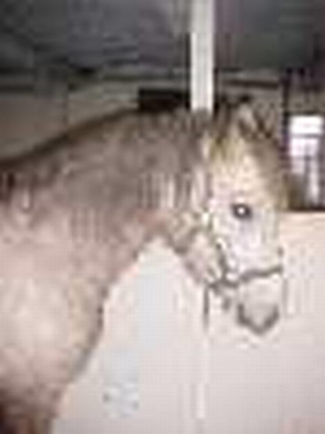 Connemara Dambæksgårds Flash Fasion - Dette er Fasion i vinters! billede 3