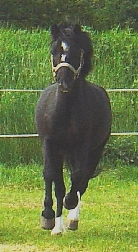 Dartmoor Egon Olsen Ronda (Ollie)1 - Hej er jeg ikke sød... der kommer flere billeder en af dagene.. billede 1