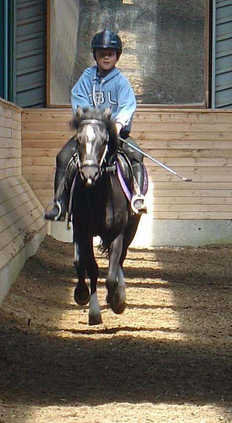 Dartmoor Egon Olsen Ronda (Ollie)1 - Her er jeg med Tobias... han elsker at galopere.. he he.. billede 2