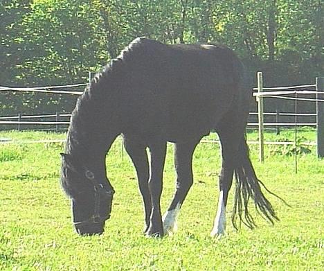 Dartmoor Egon Olsen Ronda (Ollie)1 - En "slapper" på marken...  billede 3