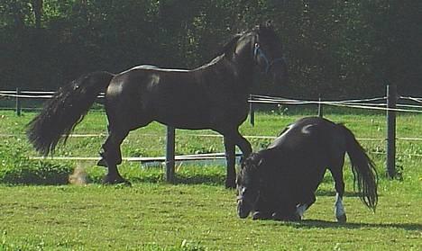 Dartmoor Egon Olsen Ronda (Ollie)1 - Ned og rulle.... det er skønt  !!! billede 4