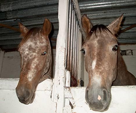 Anden særlig race Sankao - Sankao ( til højre) med sin knabstrubberveninde Sparkly billede 2