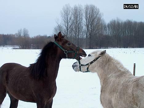 Anden særlig race Sankao - Hallo jeg vil lege, jeg er kun 1½ år så kom nu billede 3