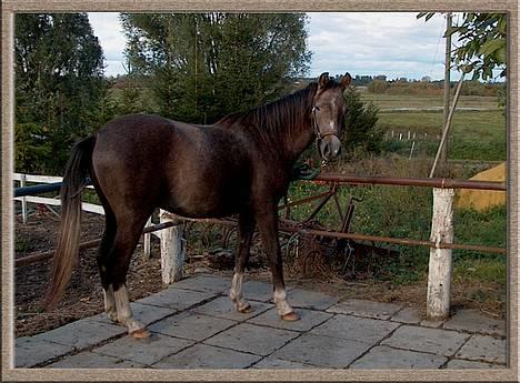 Anden særlig race Sankao - Ja, sådan kan jeg også se ud.... billede 7