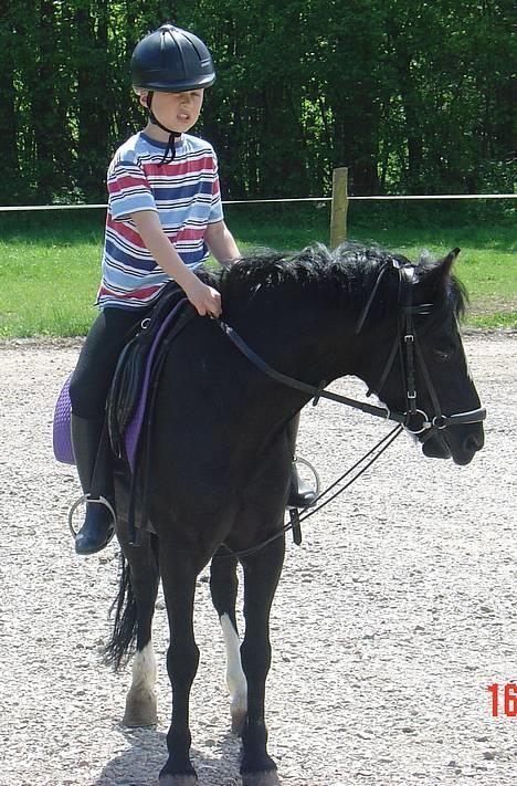 Dartmoor Egon Olsen Ronda (Ollie)1 - Igen sammen med Tobias... :o) billede 5