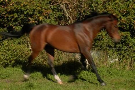 Anden særlig race Jussie *solgt* - her er han  jo.. dejlige <3 billede 6