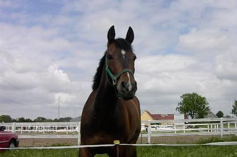 Anden særlig race Jussie *solgt* - Står i en lille ind hegning i boller billede 7