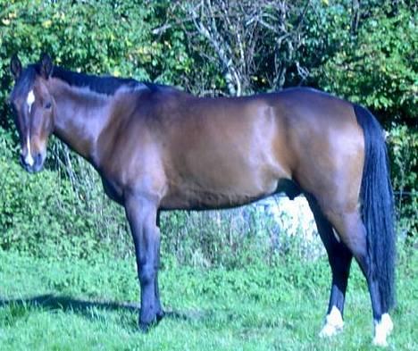 Anden særlig race Jussie *solgt* - her er hele kroppen... hehe billede 8