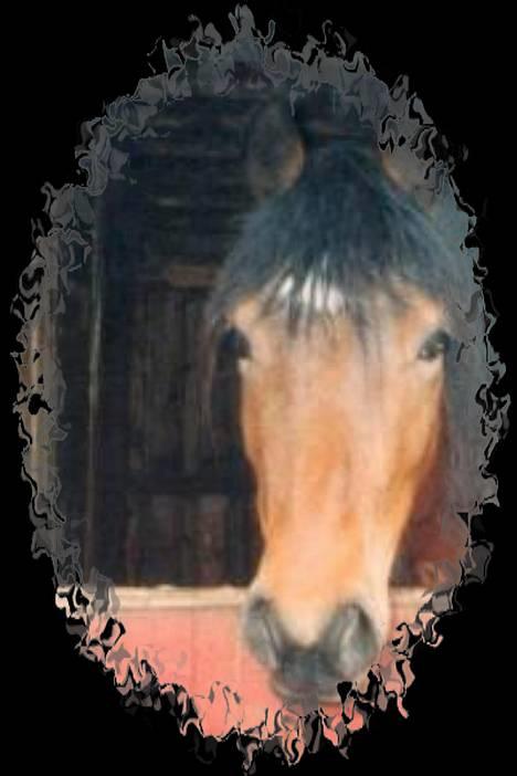 Welsh Cob (sec D) Dorthealyst Chocolate Kis - Kiss i boksen på Dorthealyst, forår 2004 billede 1