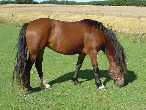 Welsh Cob (sec D) Dorthealyst Chocolate Kis - Kiss på folden 21/5-04 billede 2