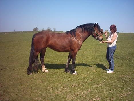 Welsh Cob (sec D) Dorthealyst Chocolate Kis - Kiss på folden maj 2004 billede 3