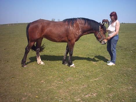 Welsh Cob (sec D) Dorthealyst Chocolate Kis - Kiss på folden maj 2004 billede 4