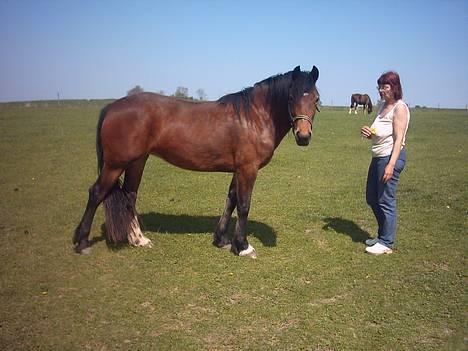 Welsh Cob (sec D) Dorthealyst Chocolate Kis - Kiss på folden maj 2004 billede 5