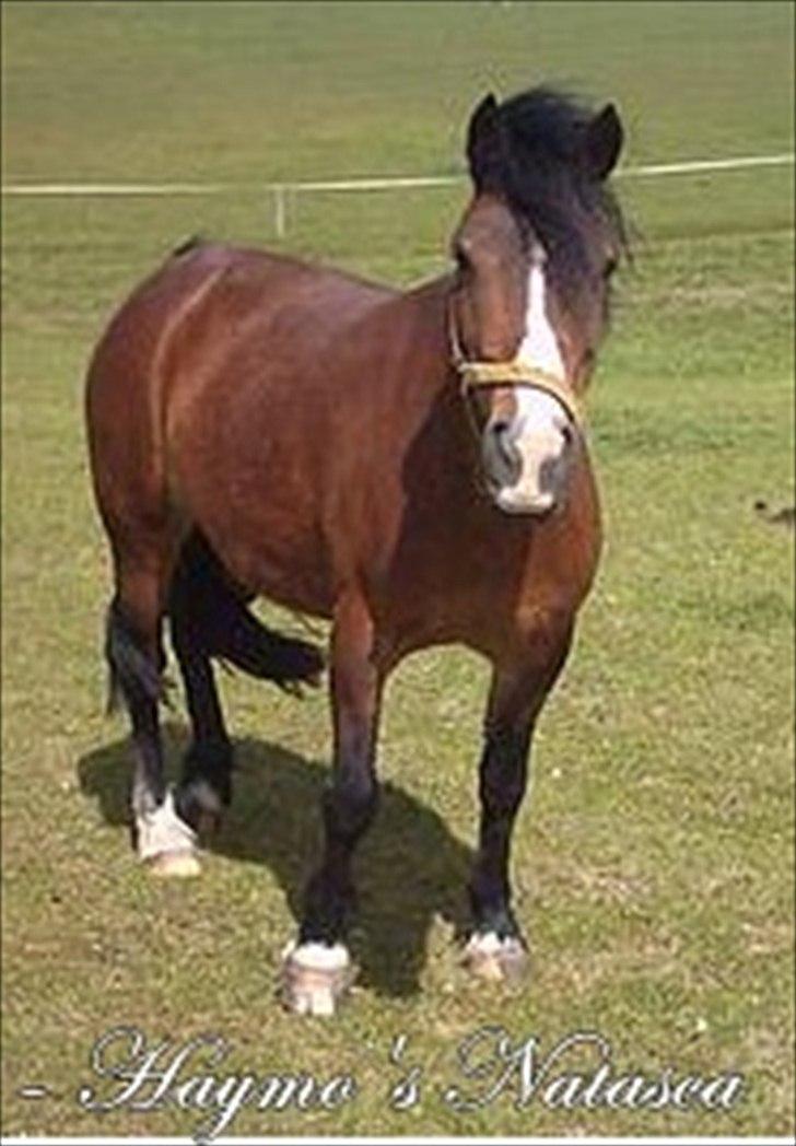 Welsh Pony (sec B) Sec. C Haymo's Natascha billede 1