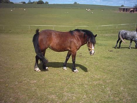 Welsh Pony (sec B) Sec. C Haymo's Natascha billede 2