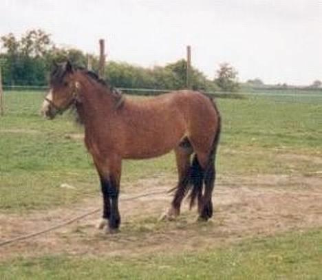 Welsh Pony (sec B) Sec. C Haymo's Natascha billede 3