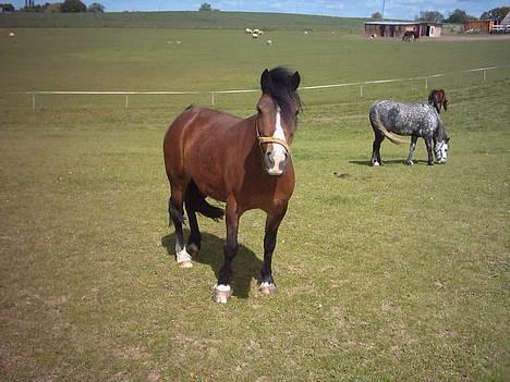 Welsh Pony (sec B) Sec. C Haymo's Natascha billede 4