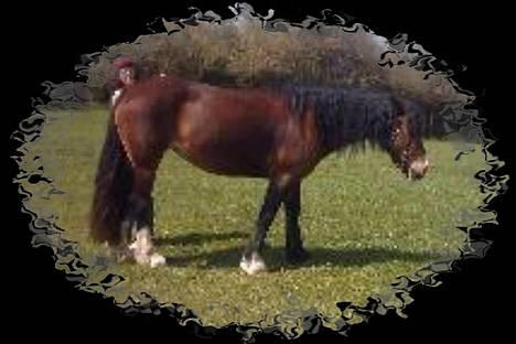 Welsh Cob (sec D) Haymo's Kira billede 1