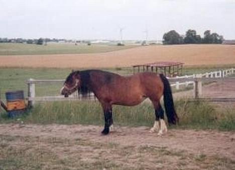 Welsh Cob (sec D) Haymo's Kira billede 2